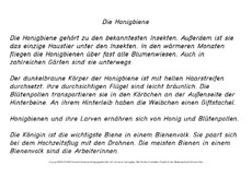 Die-Honigbiene-Abschreibtext-GS-Druck.pdf